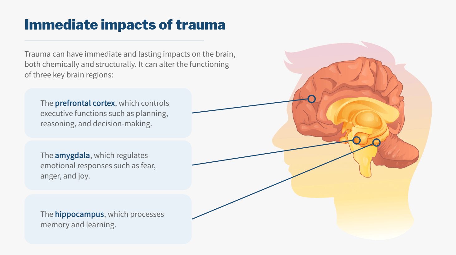 A course screen titled Immediate impacts of trauma, with an illustration of the brain marking the prefrontal cortex, the amygdala and the hippocampus